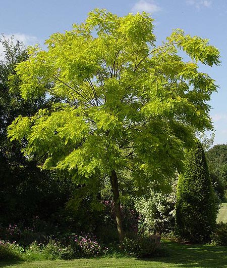 Robinia