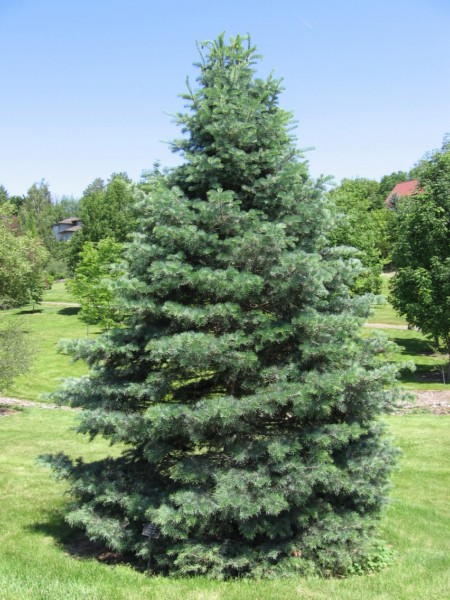 Abete Bianco
