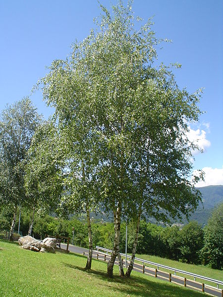 Betulla