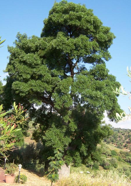 Frassino