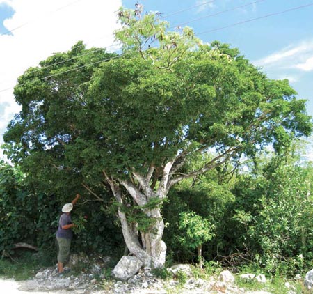 Guaiacum Sanctum, da cui si ricava il legno santo